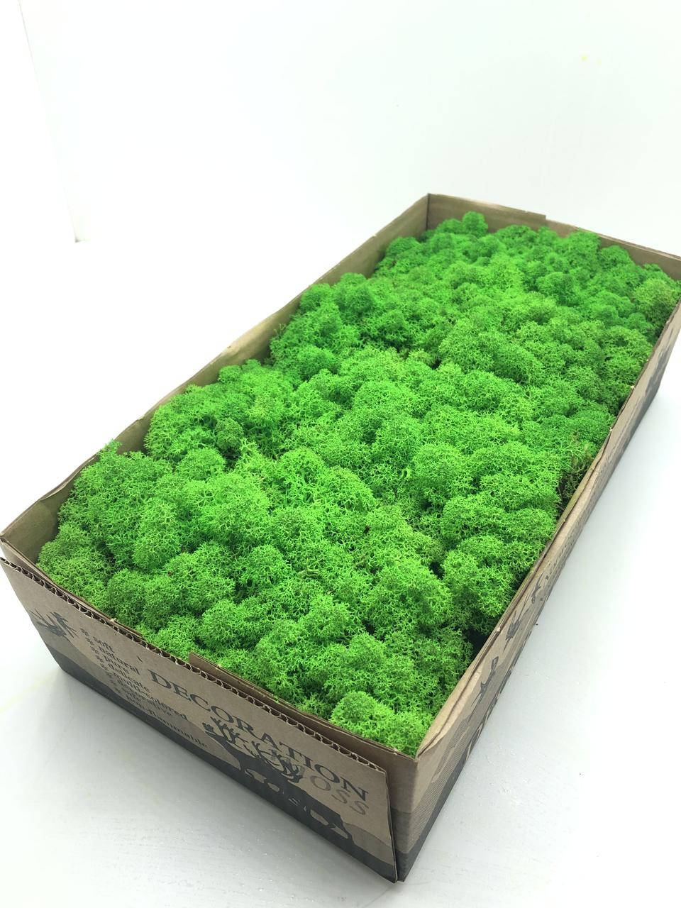 Стабилизированный норвежский мох высшего качества на солевой основе SO Green цвет салатовый 0,5 кг (№79)
Стабилизированный норвежский мох высшего качества на солевой основе SO Green цвет салатовый 0,5 кг (№79)