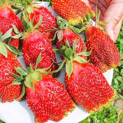 Суницеполуниця Купчиха 5 шт (Ранній) (саджанці) 
Суницеполуниця Купчиха 5 шт (Ранній) (саджанці)