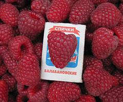 Саженцы малины 0435д3 раннего срока созревания
Саженцы малины 0435д3 раннего срока созревания