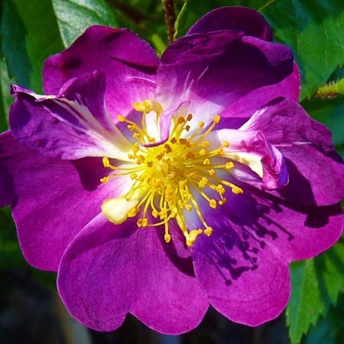 Роза Veilchenblau (плетистая) (саженцы) 
Роза Veilchenblau (плетистая) (саженцы)