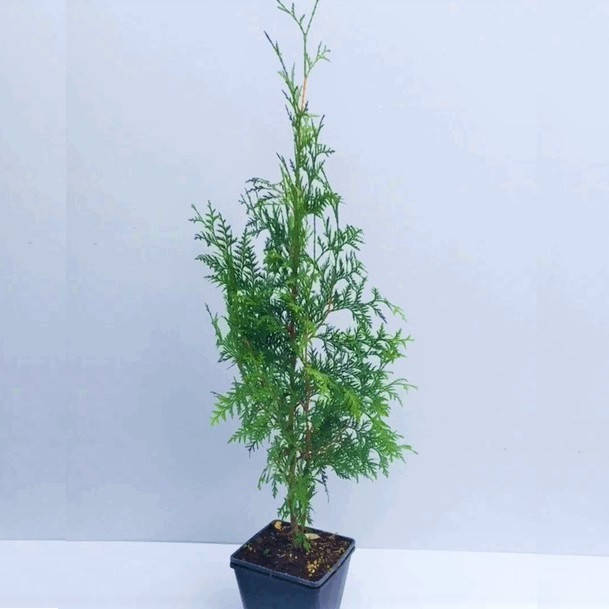 Быстрорастущая туя западная Брабант (Brabant) колоновидная 70-90см.- 3 л контейнер. 
Быстрорастущая туя западная Брабант (Brabant) колоновидная 70-90см.- 3 л контейнер.