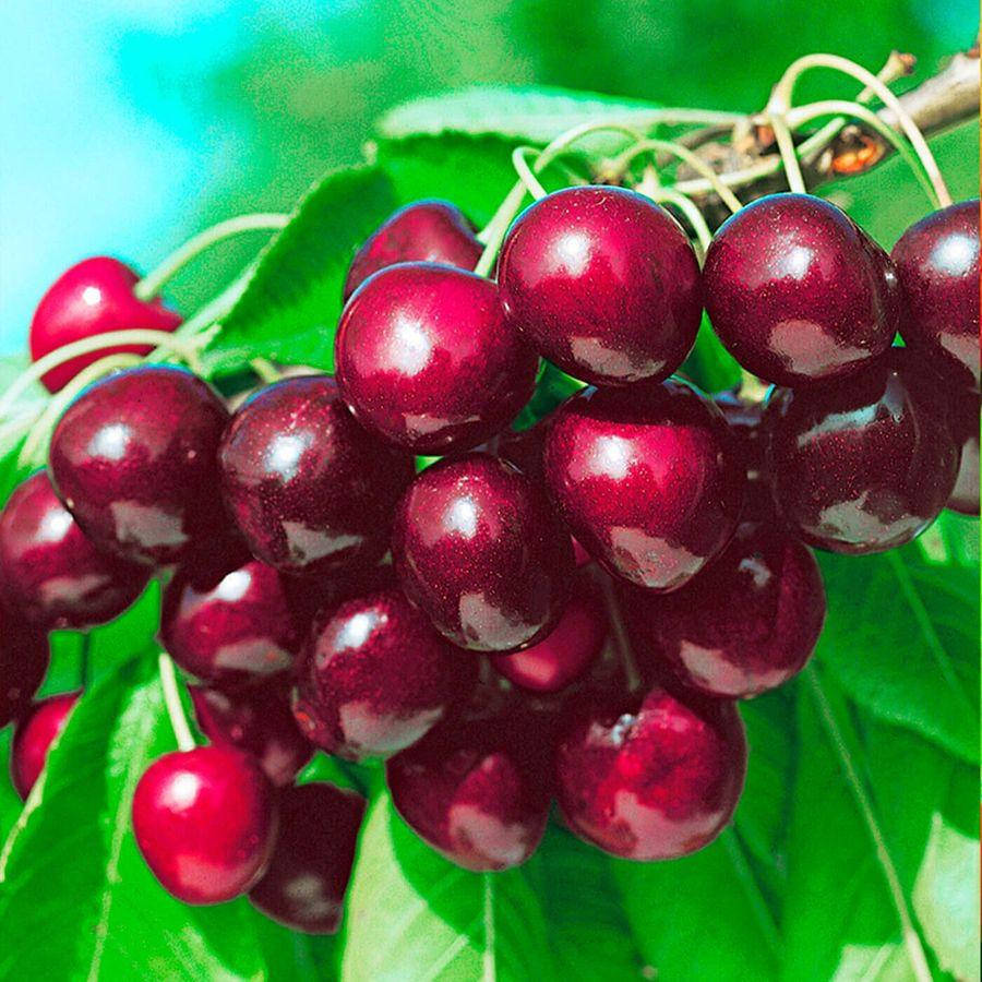 Черешня Мелитопольская
Черешня Мелитопольская