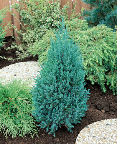 Можжевельник китайский Стрикта ( С3л саженцы ) 
Можжевельник китайский Стрикта ( С3л саженцы )