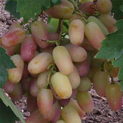 Виноград Сенсация (саженцы) 
Виноград Сенсация (саженцы)