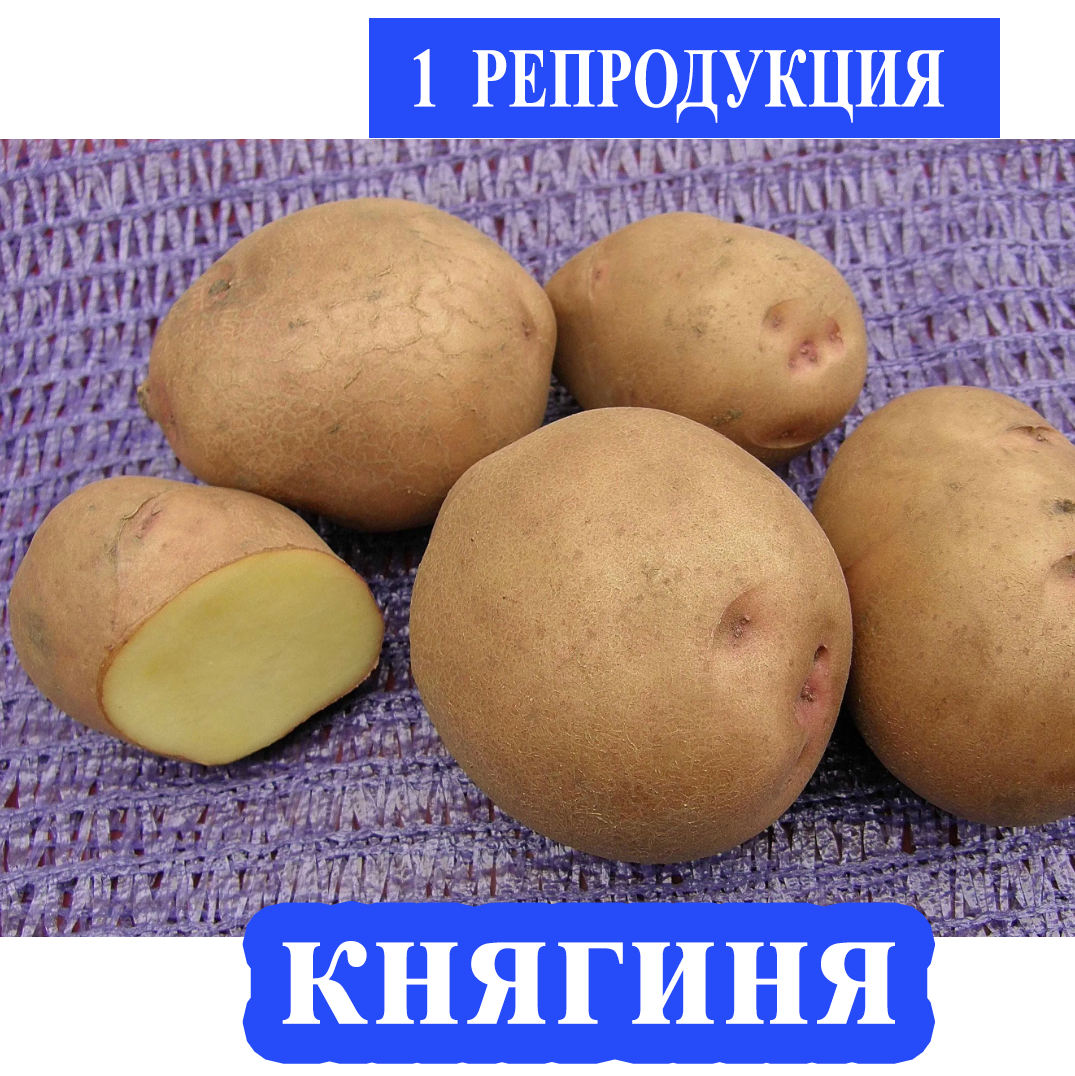 Семенной картофель Ранний посадочный картофель элита Семенная картошка сорта КНЯГИНЯ 1 репродукции
Семенной картофель Ранний посадочный картофель элита Семенная картошка сорта КНЯГИНЯ 1 репродукции