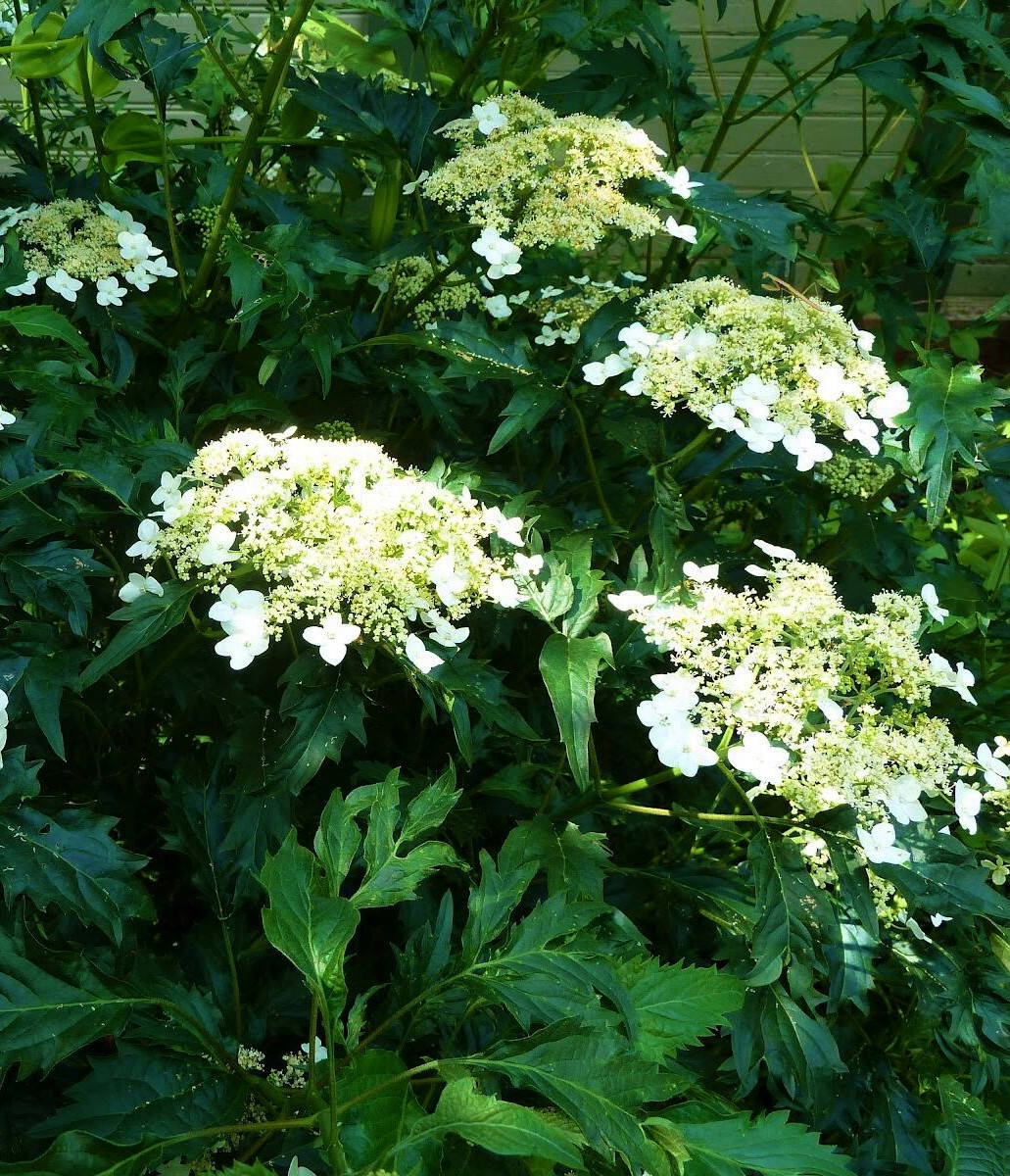 Гортензия древовидная Эмеральд Лэйс \ Hydrangea arborescens `Emerald Lace`( саженцы 3 года) Новинка
Гортензия древовидная Эмеральд Лэйс \ Hydrangea arborescens `Emerald Lace`( саженцы 3 года) Новинка