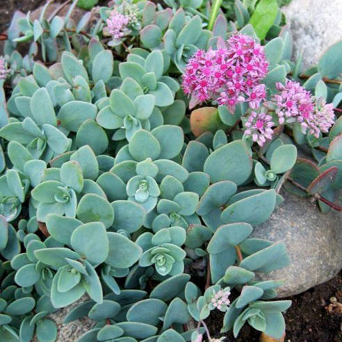 Саженец (Седум) Очиток Eversi 0,5 л
Саженец (Седум) Очиток Eversi 0,5 л