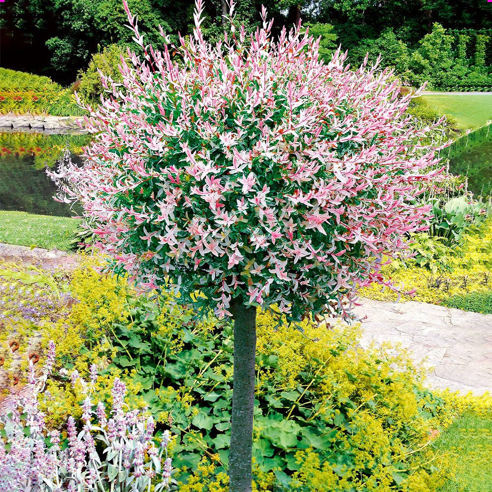 Саженцы Ивы на штамбе цельнолистной японской Хакуро Нишики (Salix integra Hakuro Nishiki) С3
Саженцы Ивы на штамбе цельнолистной японской Хакуро Нишики (Salix integra Hakuro Nishiki) С3