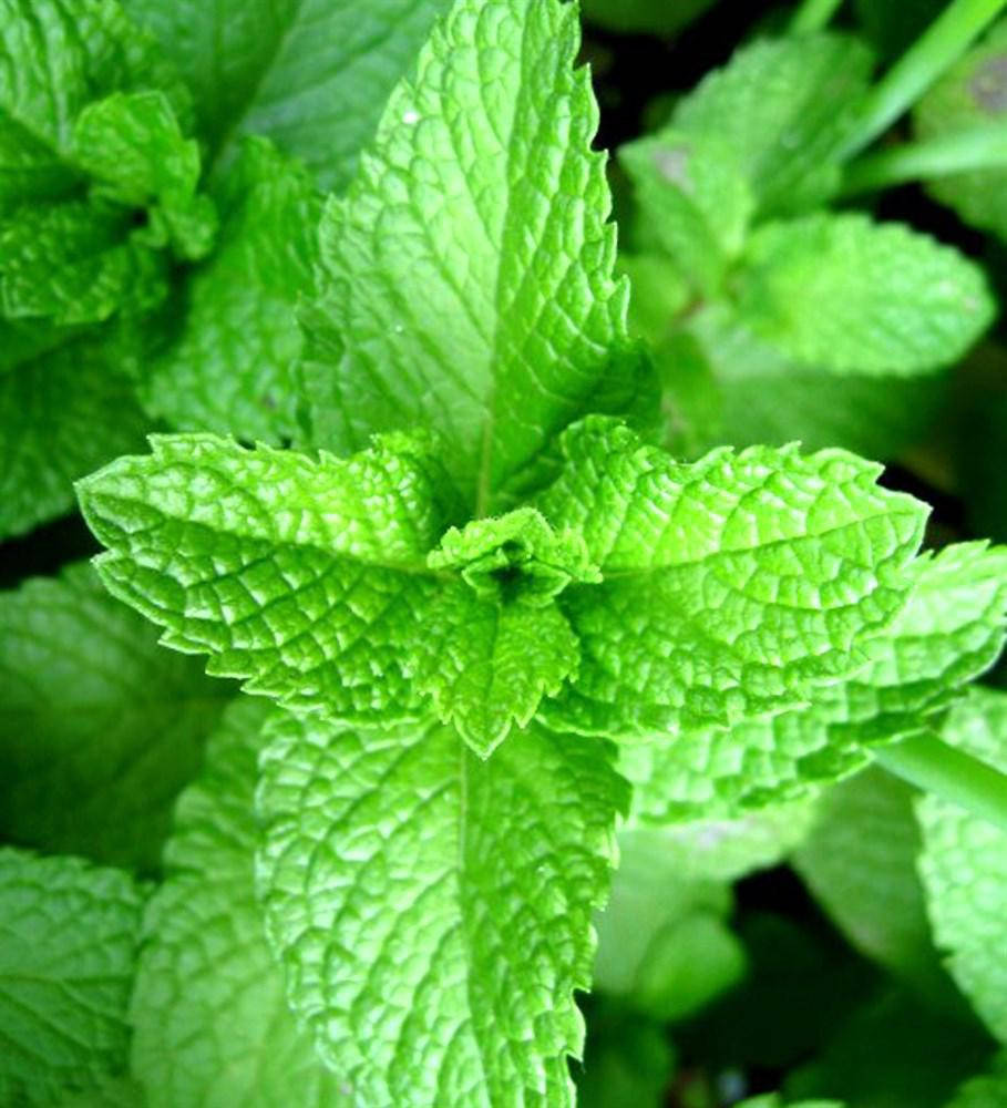 Ароматизатор натуральный Мята (сухой)
Ароматизатор натуральный Мята (сухой)