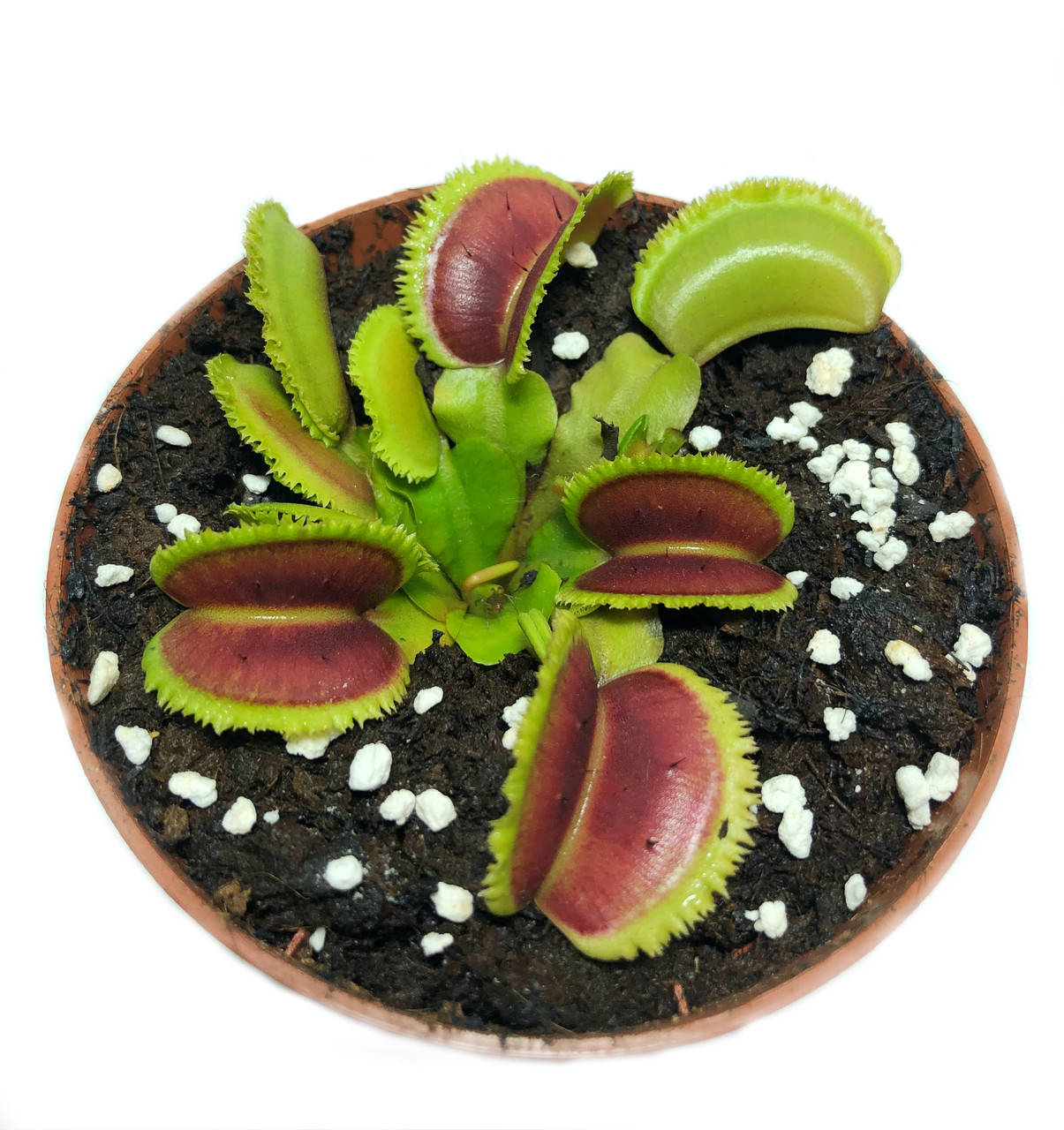 Растения Хищник Венерина мухоловка Дентата AlienPlants Dionaea muscipula Dentate M Plants (SUN0018CP)
Растения Хищник Венерина мухоловка Дентата AlienPlants Dionaea muscipula Dentate M Plants (SUN0018CP)