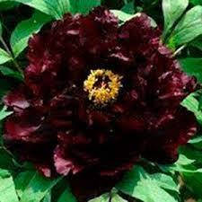 Пион древовидный Hatsugarasu Chu Wu, Розовый
Пион древовидный Hatsugarasu Chu Wu, Розовый