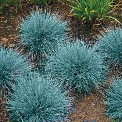 Фестука глаука, Festuca glauca 
Фестука глаука, Festuca glauca
