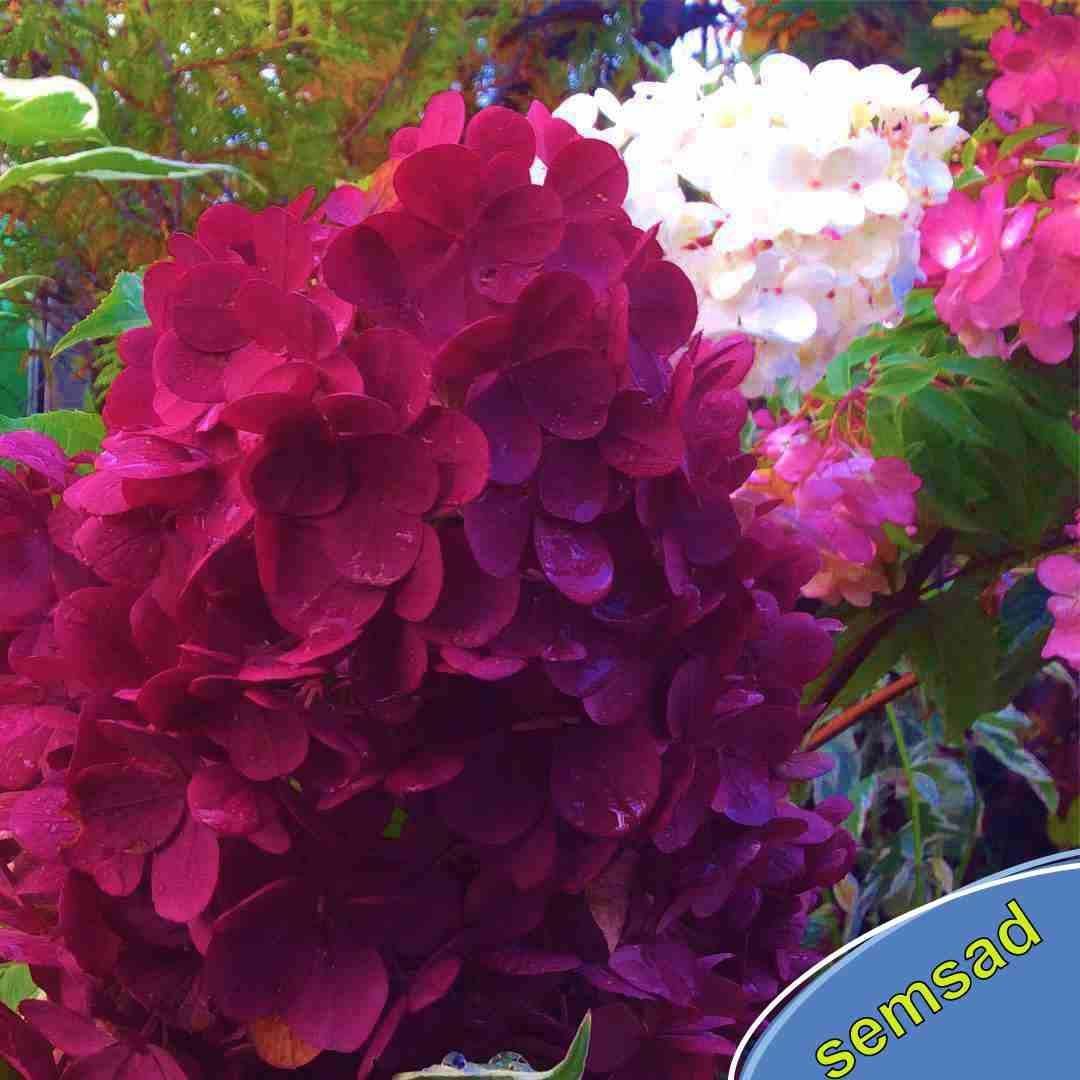 Гортензия метельчатая Ливинг Страуберри Блоссом \ Hydrangea Strawberry Blossom® ( саженцы 4 года) Новинка
Гортензия метельчатая Ливинг Страуберри Блоссом \ Hydrangea Strawberry Blossom® ( саженцы 4 года) Новинка