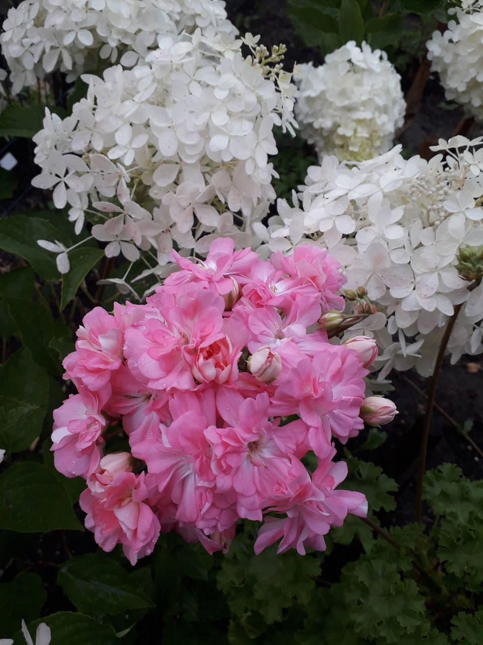 ЛиА Джульета (83с) зонартик
ЛиА Джульета (83с) зонартик