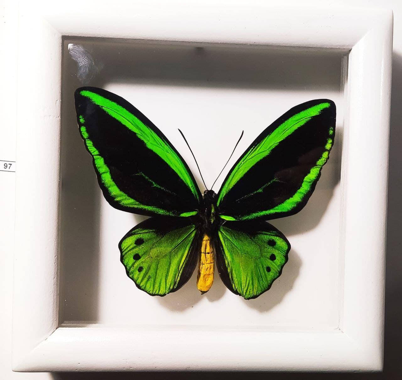 Красивый подарок - Бабочка в рамке под стеклом ornithoptera priamus! в деревянной рамке 16.5х16.5см
Красивый подарок - Бабочка в рамке под стеклом ornithoptera priamus! в деревянной рамке 16.5х16.5см