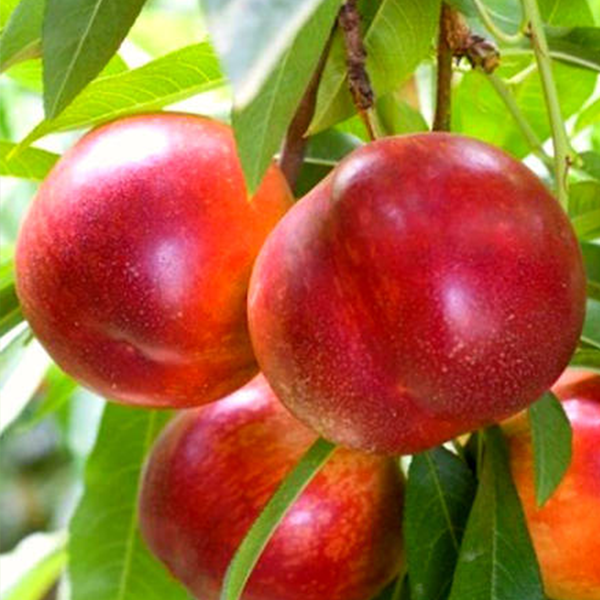 Саженцы колоновидного нектарина «Мистер Перси» (супер карлик)
Саженцы колоновидного нектарина «Мистер Перси» (супер карлик)