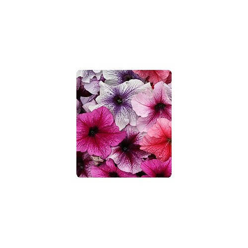 Семена Петуния грандифлора Виртуоз F1 Смесь с прожилками Berry Mixed 250 драже Kitano Seeds, Разные цвета
Семена Петуния грандифлора Виртуоз F1 Смесь с прожилками Berry Mixed 250 драже Kitano Seeds, Разные цвета