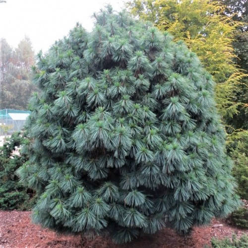 Сосна Гімалайська / Гріффіта 2 річна, Сосна гималайская / Гриффита, Pinus wallichiana / griffithii
Сосна Гімалайська / Гріффіта 2 річна, Сосна гималайская / Гриффита, Pinus wallichiana / griffithii