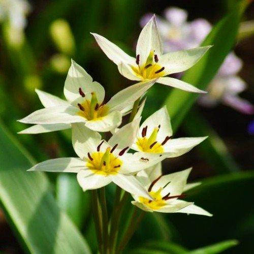 Тюльпан Turkestaniсa (луковицы) 5 шт
Тюльпан Turkestaniсa (луковицы) 5 шт