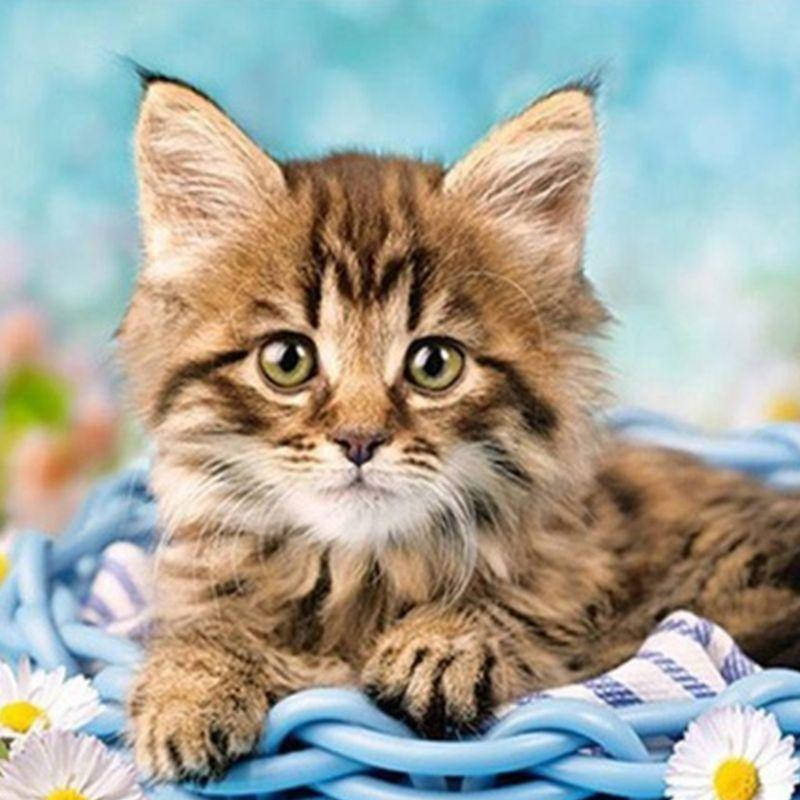 Алмазная вышивка "Котёнок " цветы, корзинка, небо, ромашка, сад полная выкладка ,мозаика 5d, наборы 25х25 см 
Алмазная вышивка "Котёнок " цветы, корзинка, небо, ромашка, сад полная выкладка ,мозаика 5d, наборы 25х25 см