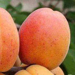 Абрекос петропавловский (новый)
Абрекос петропавловский (новый)