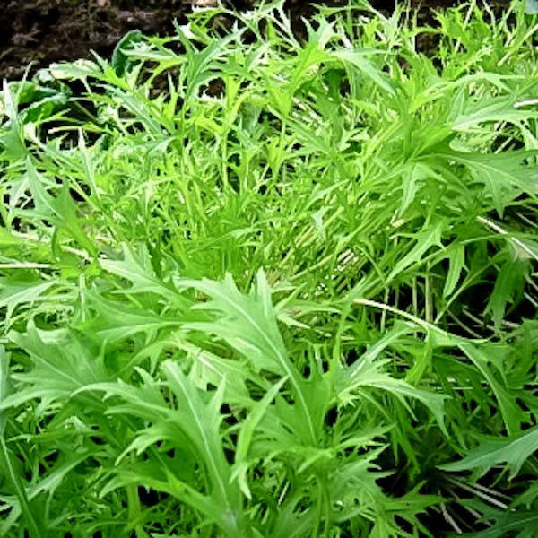 Капуста салатная "Мицуна" зеленая - семена 0,5
Капуста салатная "Мицуна" зеленая - семена 0,5