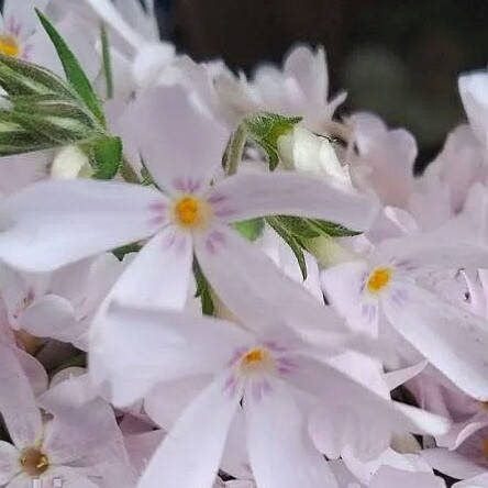 Флокс шиловидный Pink Pearl (Пинк Перл), светло-розовый, контейнер 0,5 л
Флокс шиловидный Pink Pearl (Пинк Перл), светло-розовый, контейнер 0,5 л