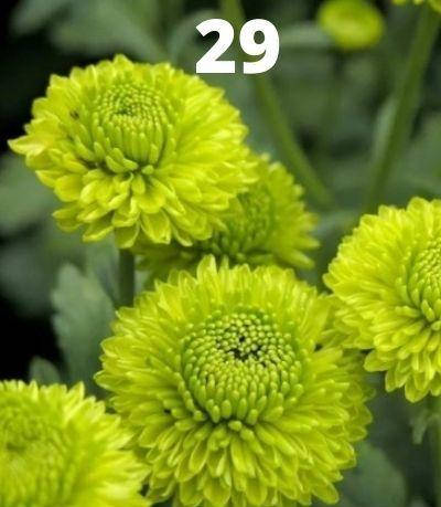Хризантема веточная (черенок) Широне грин №29
Хризантема веточная (черенок) Широне грин №29