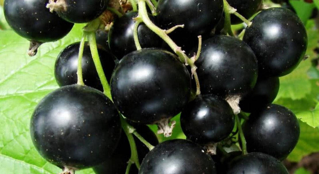 Смородина Око дракона
Смородина Око дракона