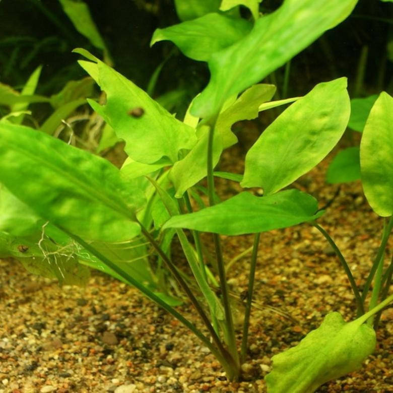 Криптокарина понтедериеволистная
Криптокарина понтедериеволистная