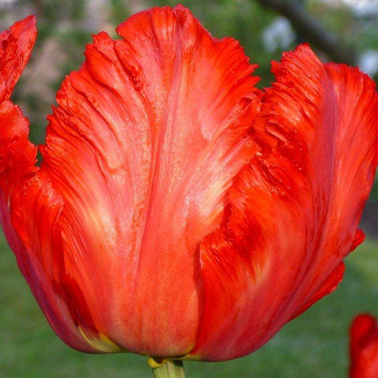 Тюльпан Giant Parrot (луковицы) 4 шт
Тюльпан Giant Parrot (луковицы) 4 шт