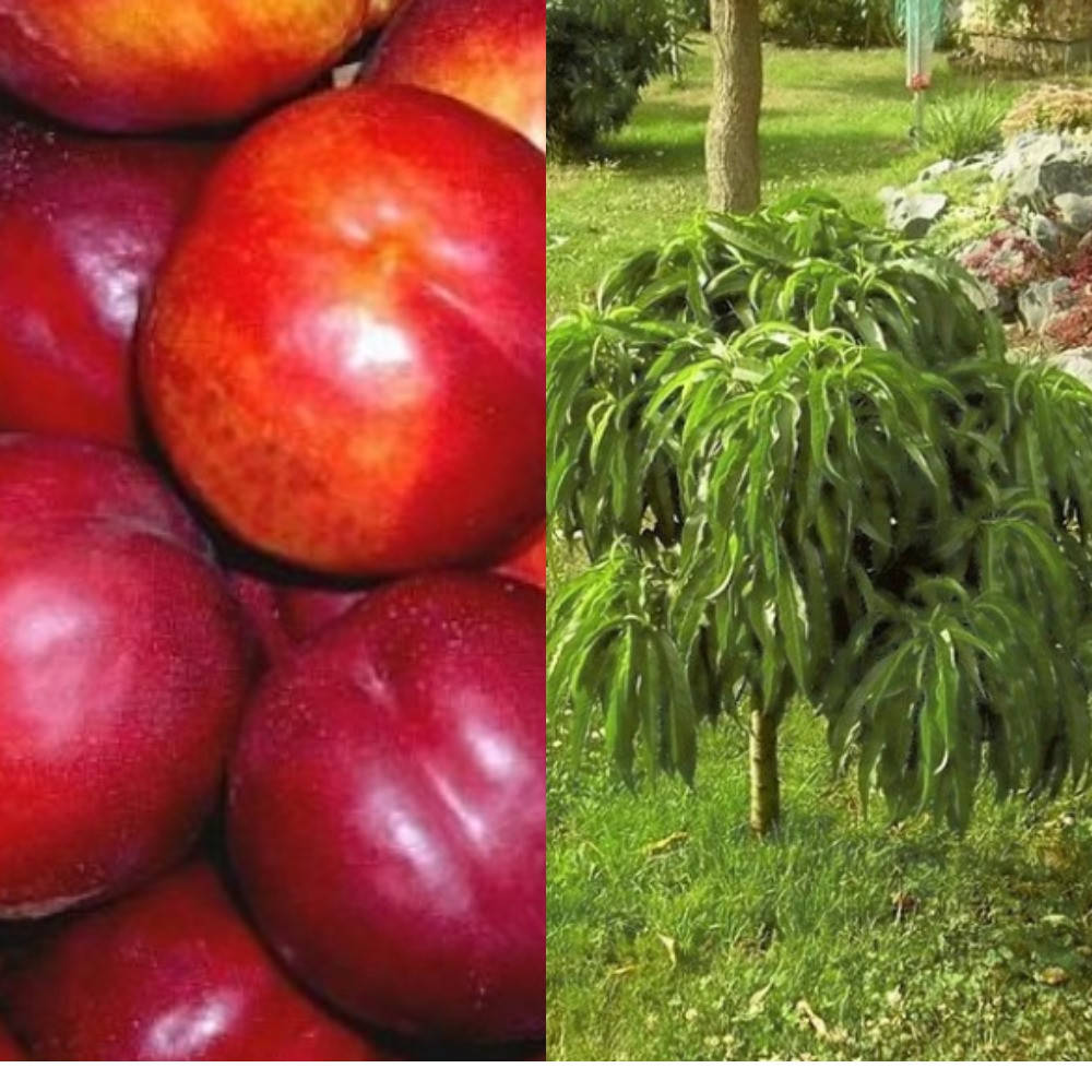 Нектарин колоновидный Флейвортоп (средний срок созревания)
Нектарин колоновидный Флейвортоп (средний срок созревания)