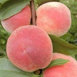 Персик Мудлен Пуйе
Персик Мудлен Пуйе