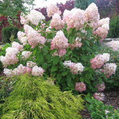 Гортензія волотиста Grandiflora 3 річна, Гортензия метельчатая Грандифлора, Hydrangea paniculata Grandiflora
Гортензія волотиста Grandiflora 3 річна, Гортензия метельчатая Грандифлора, Hydrangea paniculata Grandiflora