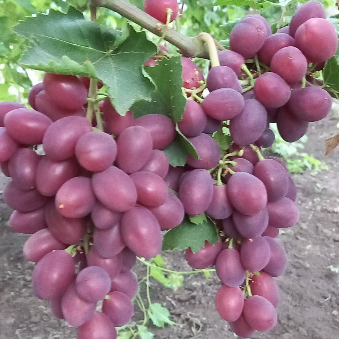 Виноград ВЕЛЮР (саженцы привитые)
Виноград ВЕЛЮР (саженцы привитые)