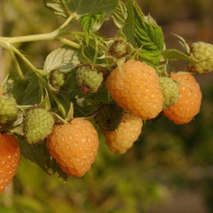 Саженцы малины (средний сорт) Амбер
Саженцы малины (средний сорт) Амбер