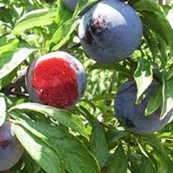 Саженцы диплоидной сливы «Блек Даймонд» - 2-летний 
Саженцы диплоидной сливы «Блек Даймонд» - 2-летний