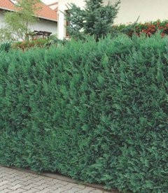 Кипарисовик Лавсона Columnaris 3 річний, Кипарисовик Лавсона Колумнарис Chamaecyparis Lawsoniana Columnaris
Кипарисовик Лавсона Columnaris 3 річний, Кипарисовик Лавсона Колумнарис Chamaecyparis Lawsoniana Columnaris