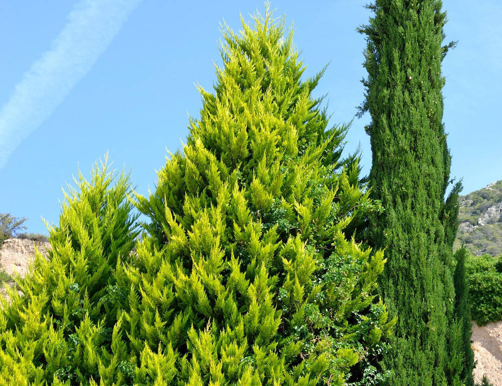 Кипарисовик Лавсона Alumigold 3 річний, Кипарисовик Лавсона Алюмиголд, Chamaecyparis Lawsoniana Alumigold
Кипарисовик Лавсона Alumigold 3 річний, Кипарисовик Лавсона Алюмиголд, Chamaecyparis Lawsoniana Alumigold