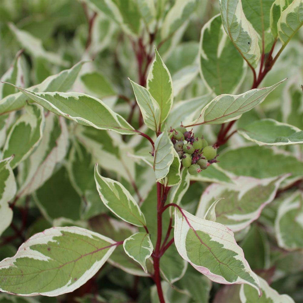 Дерен белый Elegantissima h40-70 ОКС, Белый
Дерен белый Elegantissima h40-70 ОКС, Белый