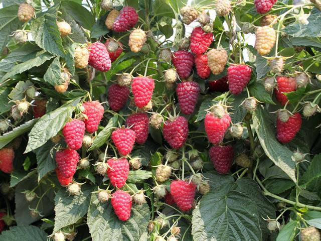 Саженцы малины АМИРА ремонтантная
Саженцы малины АМИРА ремонтантная