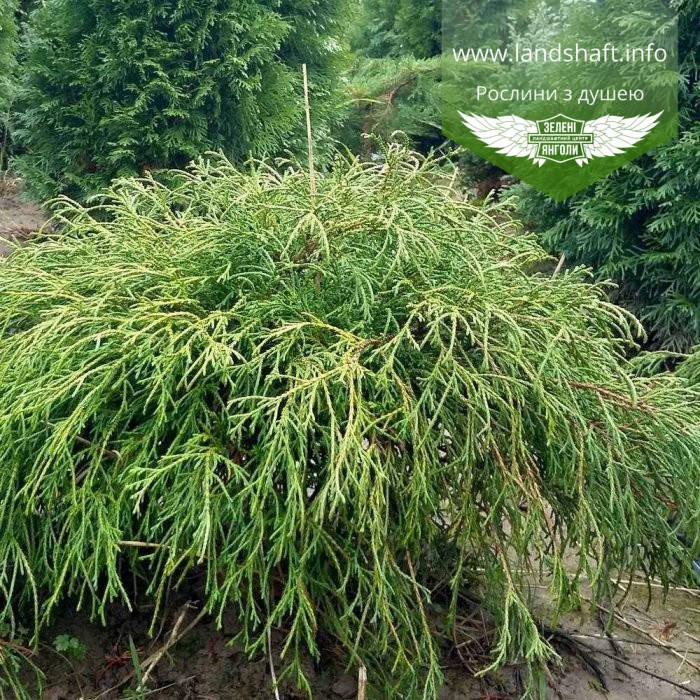 Chamaecyparis pisifera 'Filifera Nana', Кипарисовик горохоплідний 'Філіфера Нана',C2 - горщик 2л,15-20см
Chamaecyparis pisifera 'Filifera Nana', Кипарисовик горохоплідний 'Філіфера Нана',C2 - горщик 2л,15-20см