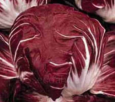 Радиккио Palla Rossa 3 ( листовой цикорий)
Радиккио Palla Rossa 3 ( листовой цикорий)