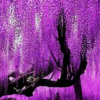 ГЛИЦИНИЯ СОРТОВАЯ "ФИОЛЕТОВЫЙ ЗАКАТ" ('Purple sunset') / Вистерия / саженцы (ЗКС) - ЗАКАНЧИВАЕТСЯ
ГЛИЦИНИЯ СОРТОВАЯ "ФИОЛЕТОВЫЙ ЗАКАТ" ('Purple sunset') / Вистерия / саженцы (ЗКС) - ЗАКАНЧИВАЕТСЯ