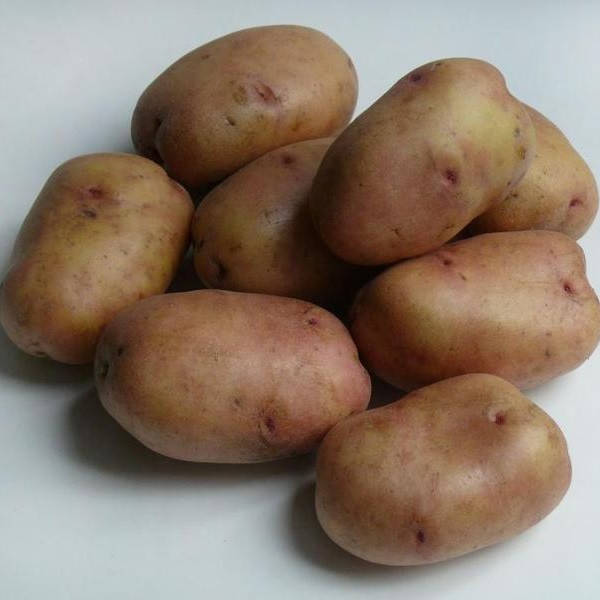 Семенной картофель Беллароза сорт ранний урожайный устойчивый к болезням лежкий класс 1Р ф35-55 Германия
Семенной картофель Беллароза сорт ранний урожайный устойчивый к болезням лежкий класс 1Р ф35-55 Германия