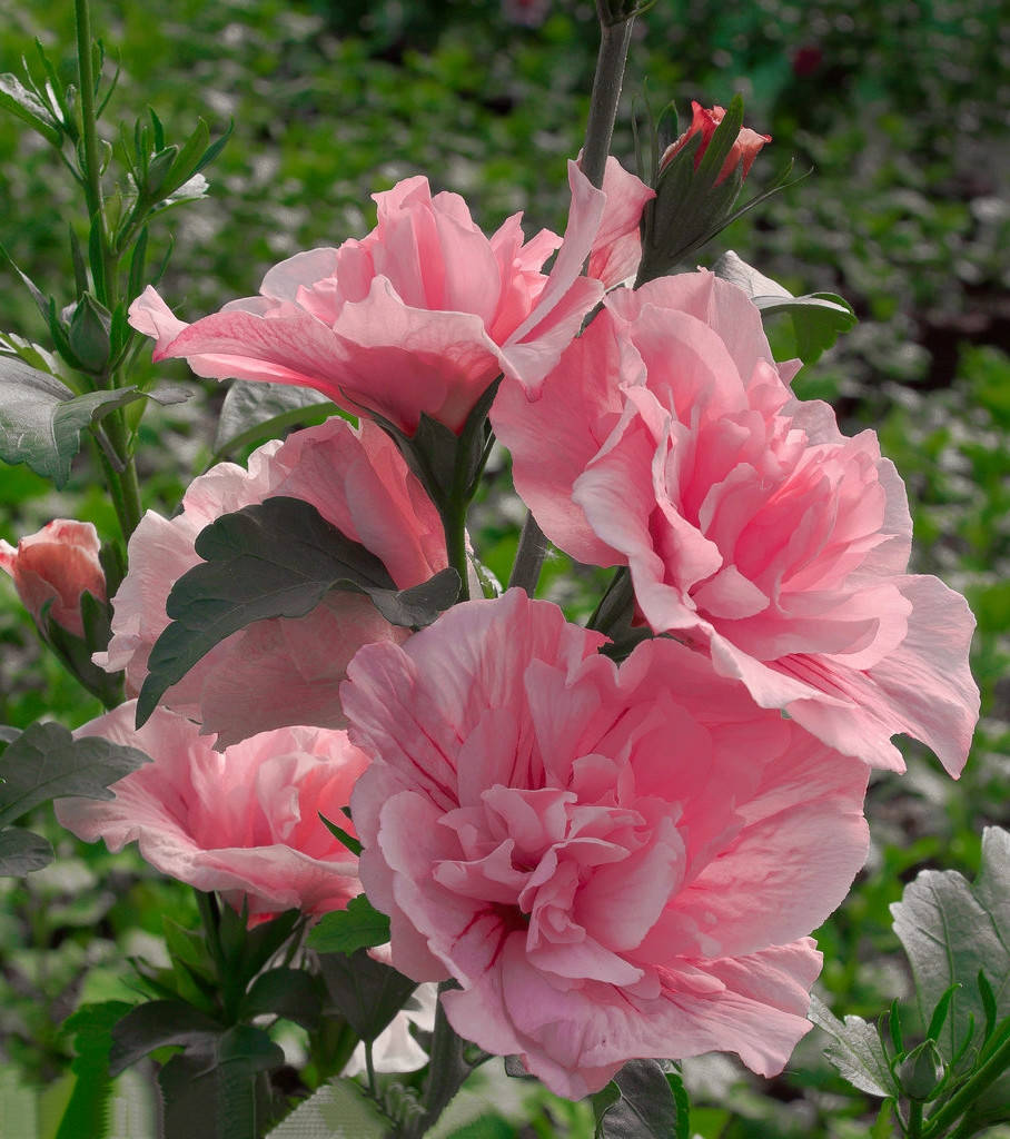 Гибискус сирийский махровый Пинк Шифон \ Hibiscus syriacus Pink Chiffon ( саженцы 2 года)
Гибискус сирийский махровый Пинк Шифон \ Hibiscus syriacus Pink Chiffon ( саженцы 2 года)