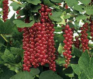 Саженцы смородины РЕДНЕУС позднего срока созревания 
Саженцы смородины РЕДНЕУС позднего срока созревания