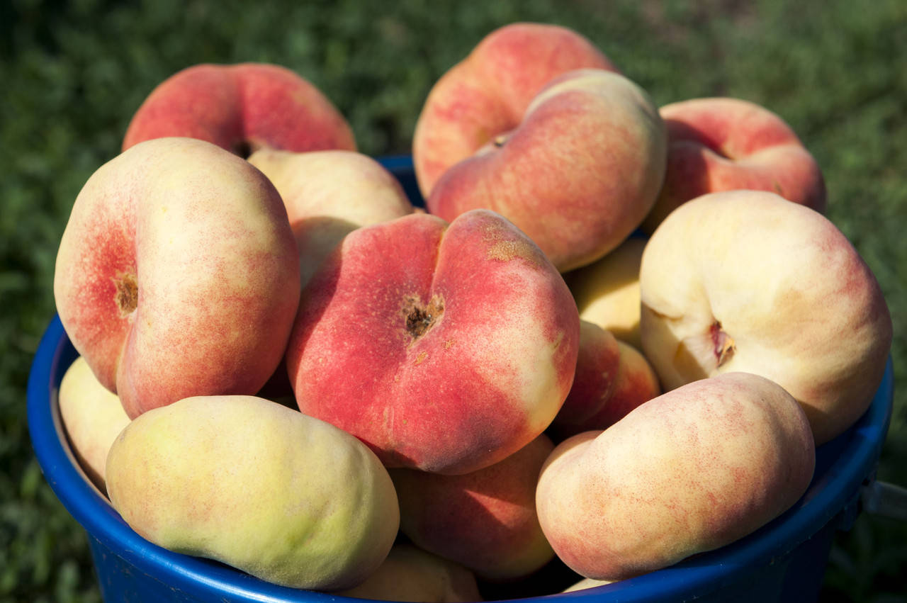 Саженцы инжирного персика Сатурн
Саженцы инжирного персика Сатурн