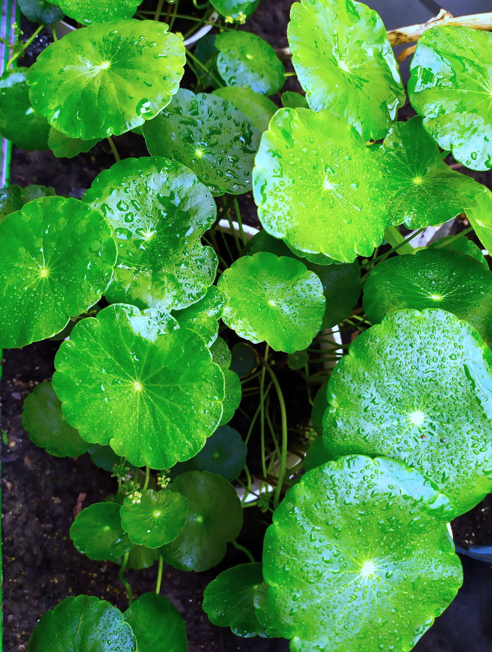 Саженцы Готу кола
Саженцы Готу кола