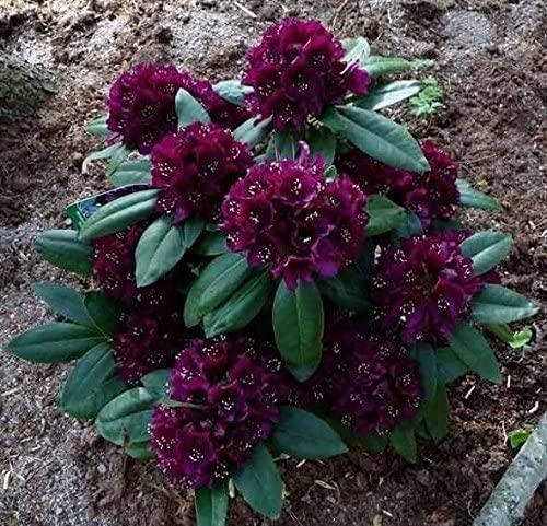 Рододендрон гібридний Polarnacht 2 річний, Рододендрон гибридный Поларнах, Rhododendron Hybride Polarnacht
Рододендрон гібридний Polarnacht 2 річний, Рододендрон гибридный Поларнах, Rhododendron Hybride Polarnacht